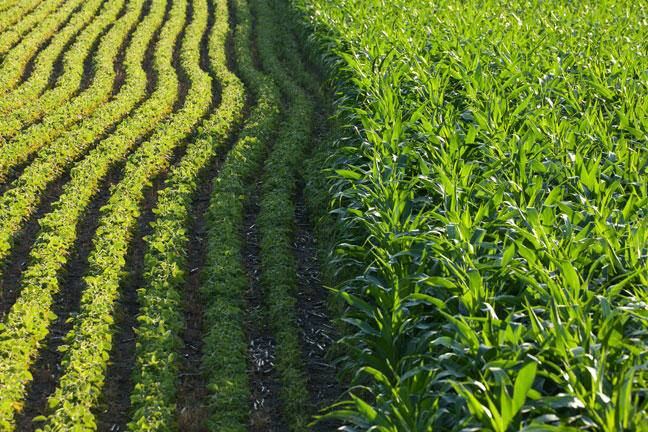 Maximizing Yield with Smart Crop Rotation